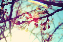 Fotos primaverales